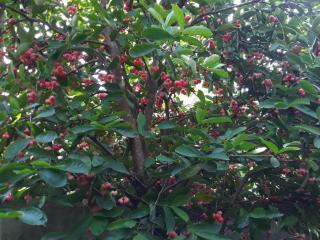 Unawatuna villa bird nest- Garden apartment - 6