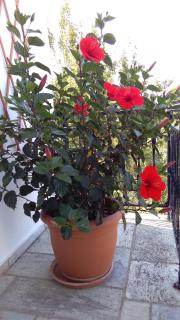 Smaragdi Rooms and Studios - Skopelos - 2