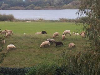 Elbe-Ferien 2 - Tespe - 5
