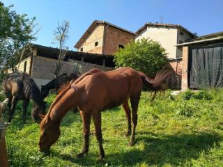 Agriturismo I Locati - 3