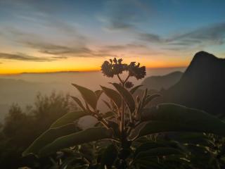 Rock Starzz Resort Munnar - 8