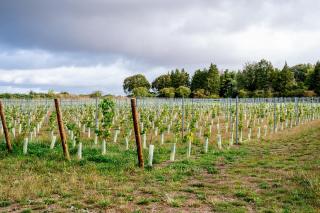Liba Vineyard - 7