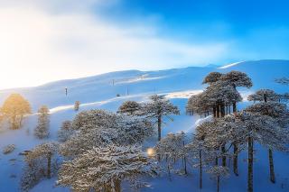 Llaima lodge Conguillio -  - 0