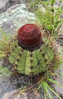 Pousada Vila Mara do Sertão - 5