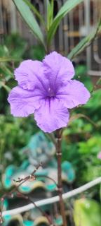 บ้านพักในสวนK&N2 - 3