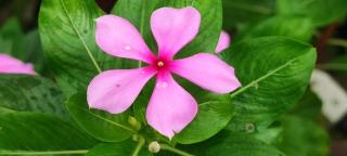 บ้านพักในสวนK&N2 - 4