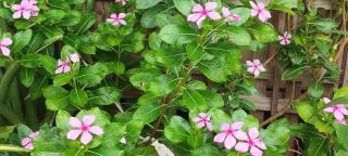 บ้านพักในสวนK&N2 - 5