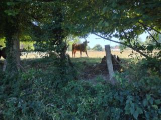 Le moulin aux lunettes - 3
