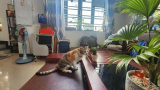 Sena home 3rd-Near Danang Dragon bridge-Han river - 8