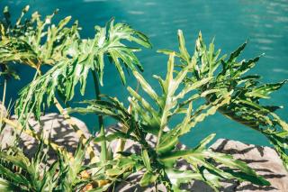 Villa Chad Luxury Guesthouse - 1