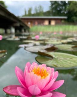 Ferienwohnungen Lipnik am See - 2