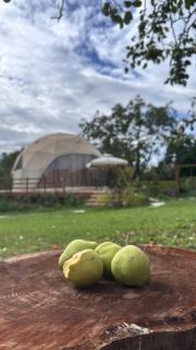 Alachiq Glamphouse - 5