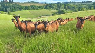 Fattoria le Caprine - 2