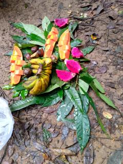 Tiga dara guest house jungle trekking - 6