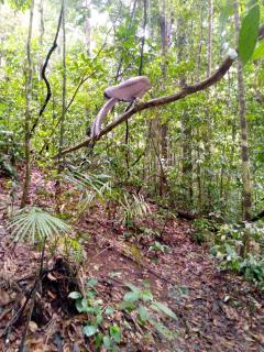 Tiga dara guest house jungle trekking - 4