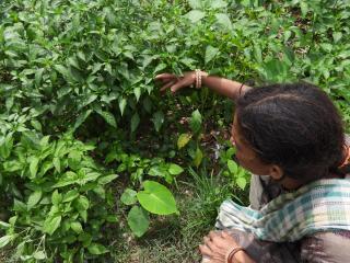 Hameri Homestay- Room 2 - 3