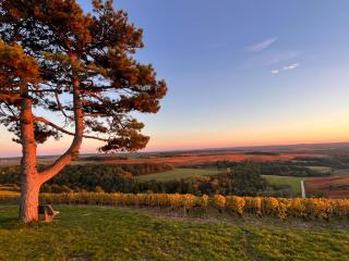 Au pied du vignoble Champenois - 8