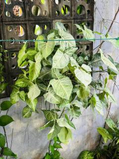 Small Family Homestay - 1