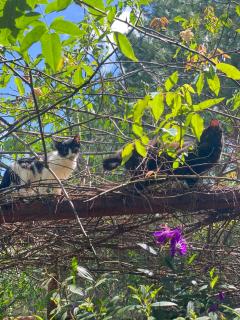 Cắm trại núi xanh dalat inn - 9
