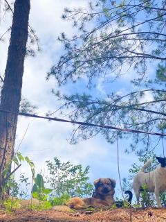 Cắm trại núi xanh dalat inn - 8