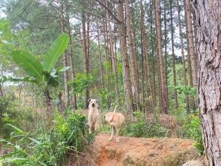 Cắm trại núi xanh dalat inn - 6