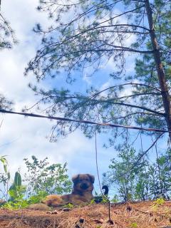 Cắm trại núi xanh dalat inn - 4