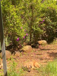 Cắm trại núi xanh dalat inn - 3