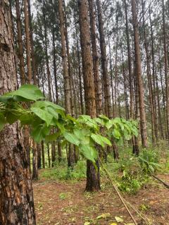 Cắm trại núi xanh dalat inn - 1