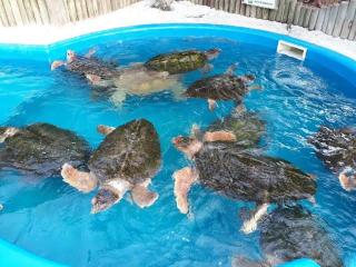 Apartamento com área garden - 3