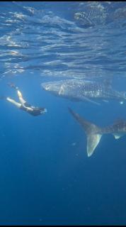 Whaleshark open trip - 3