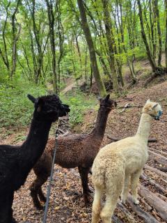 Alpaka Bakonya Kisház - 2