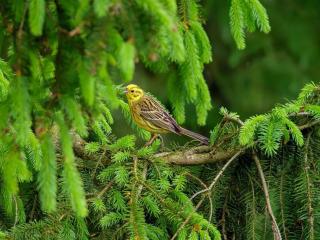 4 person holiday home in Hovborg-By Traum - 2