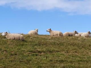 Modern Seaside Retreat - By Traum Ferienwohnungen - 7