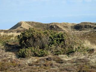 Bright Dune View Cottage-By Traum - 3