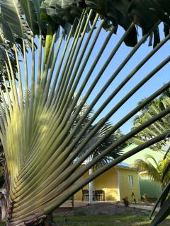 Le Paradis de la Guadeloupe - 7