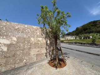 那覇空港から車で約15分 Baru Tree 門クニンドー - 6