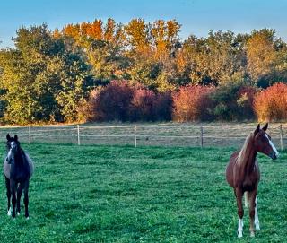 Moulin du soustre - 8