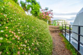 ม่อน ซากุระ ม่อนแจ่ม - 9