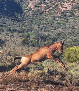 Zandfontein Bush Camp and Game Farm - 7