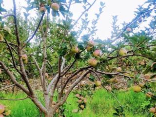 Jaishnavi Homestay And Restaurant - 2