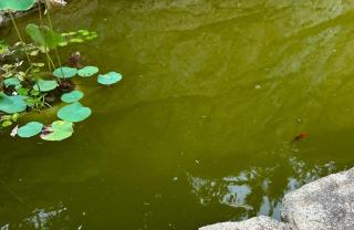 Tropical escape in central location Entire house - 5