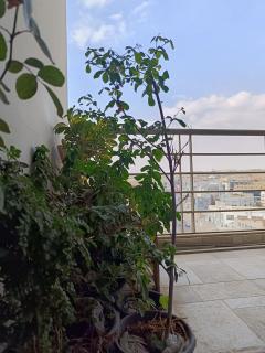 像树华人民宿 - 4