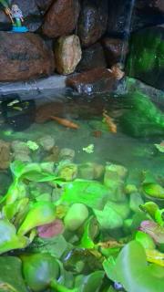 Estrela da manhã - 8