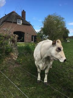 Bed and Breakfast de Bosakker - 4