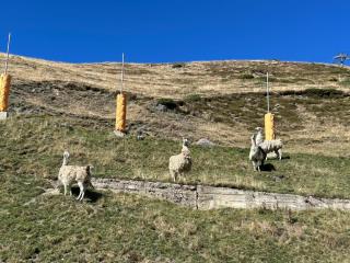 Studio Les CIMES au pied des pistes - 4