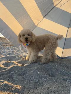 Island of Venice Beach, pet friendly! - 4