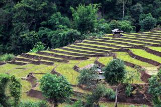 KowitFarmstay - Ban Mae Pan Noi - 1