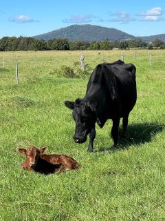 Peppergrove Cottage - 1