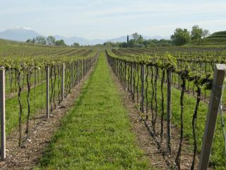 I Vigneti Bed & Breakfast - Salionze - 9