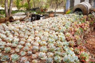 Shaxi Courtyard Village Holiday B&B - 3
